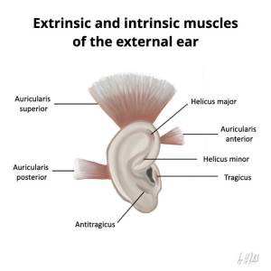 auricularis_muscles.jpg