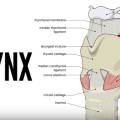 larynx.jpg
