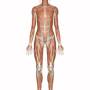 muscular_system_body_front.jpg